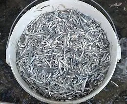 Catania, Guardia costiera e Polizia "pescano" novellame alla Pescheria