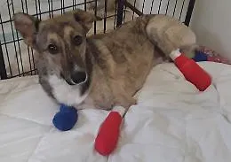 Il "catanese" Piedino primo cane bionico
con zampe artificiali