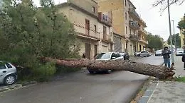 Racalmuto: cade albero, tragedia sfiorata
