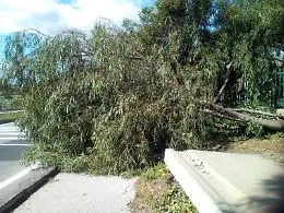 Catania, San Giorgio: albero caduto sul marciapiede al Viale Biagio Pecorino