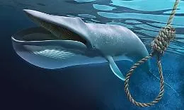 Ragazzina palermitana vittima di "Blue Whale", al via il processo