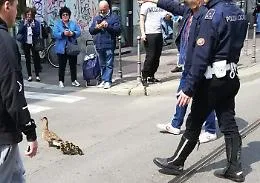 A Milano mamma anatra e anatroccoli "scortati" dalla polizia