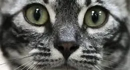 Trapani, la ferocia su un gattino e il vuoto delle risposte: il caso che interroga una citt&agrave; intera