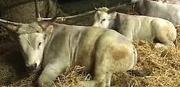 Canicatt&igrave;, sequestrato allevamento
con focolaio di tubercolosi animale