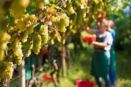 Vino, al via la vendemmia 2019: tagliato il primo grappolo in Sicilia