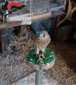 Siracusa, blitz nella villa di un falconiere: trovato un gheppio rapito dal nido