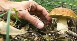 Famiglia intossicata da funghi non controllati, sull&rsquo;Etna al via gli sportelli micologici
