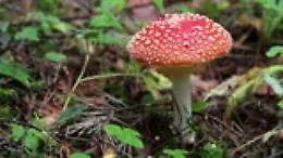 Funghi, tutte le fake news
delle "bistecche vegetali"