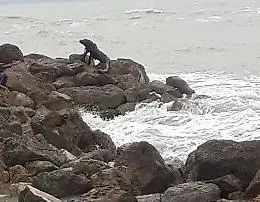 Un varano a San Leone, ma in verit&agrave; &egrave; un tronco d'albero