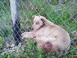 Zafferana Etnea, cane cade da un dirupo: salvato dai Vigili del Fuoco