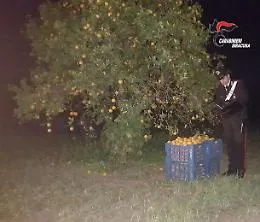 Lentini, anzich&eacute; restare a casa rubavano agrumi: arrestati 5 catanesi
