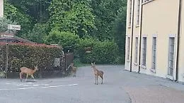Coronavirus, nel bergamasco gli animali si ritagliano spazi in citt&agrave;