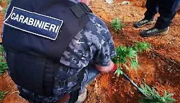 Gela, cannabis coltivata in serra tra le zucchine: arrestato un egiziano
