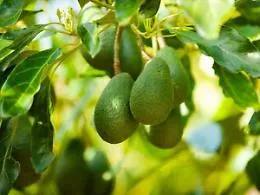 L'avocado siciliano trasformato in elisir di fertilit&agrave;