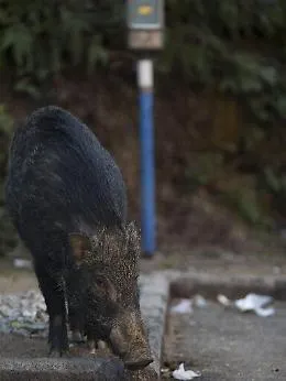 Scrofa uccide un uomo e ferisce un bimbo: si erano avvicinati ai maialini