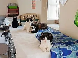 "Aristogatte": &laquo;Dateci una struttura per creare un rifugio sanitario per i gattini&raquo;