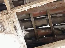 Gatti randagi, l'appello delle Aristogatte al neo sindaco di Catania: &laquo;Dateci una struttura&raquo;