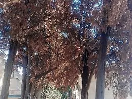 Catania, iniezioni di veleno ai cipressi del cimitero. Radici davano fastidio?