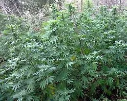 Licata, nel suo terreno coltivava piantine di marijuana: arrestato