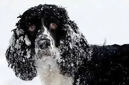 Aidaa, 650 cani morti per il freddo nel Sud Italia