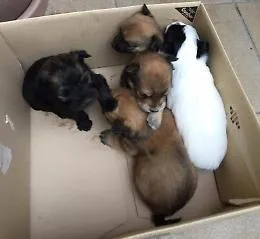 Cuccioli abbandonati dall'assessore, la Lav: &laquo;Fatto grave, revocare delega&raquo;