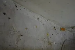 Catania, blatte nel laboratorio di pasticceria che riforniva una scuola