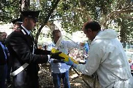 Palermo, liberati nel parco d'Orleans i cardellini sequestrati a Ballar&ograve;