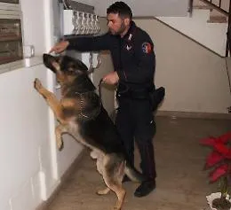 Riposto, blitz al Nautico, i cani anti droga trovano 5 dosi di marijuana