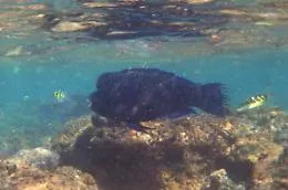 Scoperto in Sicilia un nuovo pesce "alieno" che popola il Mediterraneo