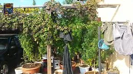 Carlentini, scoperta piantagione di marijuana, un arresto