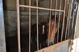 Catania, trovati altri sette cavalli in stalle abusive