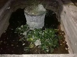 Aci Castello, centinaia di pesci lasciati morire nella fontana di Villa Fortuna