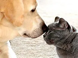 In vacanza con cani e gatti? La destinazione la scelgono loro: il 76% dei proprietari porter&agrave; il proprio pet con s&eacute;