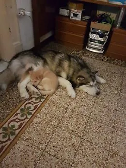 Ho preso due cani al canile di Palermo ma non ho ricevuto il contributo promesso