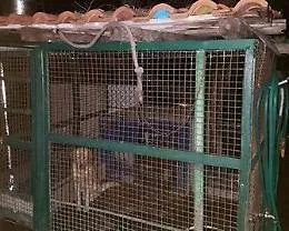 Gabbie abusive per cani al Villaggio Dusmet: scattano 7 denunce