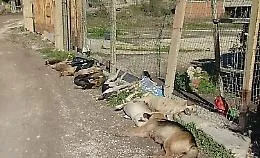 Strage di cani a Sciacca, sospetti della Procura su due persone