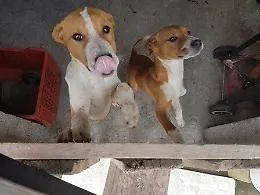 Catania, cani in casa senza cibo e con acqua putrida: denunciato
