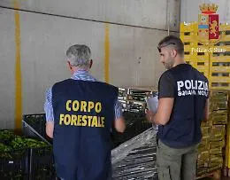 Ortaggi di dubbia provenienza al mercato di Vittoria: scatta sequestro