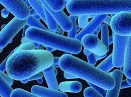 Rischio Listeria, la Coldiretti: &laquo;No ad allarmismi&raquo;