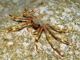 Dalle alghe tossiche ai pesci velenosi, l'invasione aliena del Mediterraneo: le 10 specie pi&ugrave; infestanti