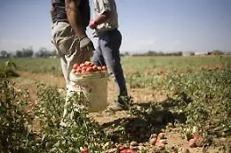 Caltanissetta, la "nuova mafia" straniera
che si muove in campagna come Attila