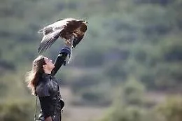 Dai gufi alle aquile parata di rapaci, Enna sar&agrave; capitale della falconeria