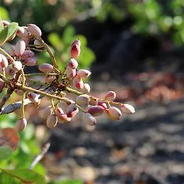 Caudullo,  qui il pistacchio di Bronte da questione di famiglia &egrave; diventato un  brand internazionale