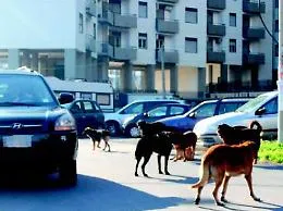 Cani randagi: da settembre a Catania cattura e degenza