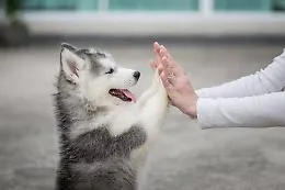 Giornata mondiale del cane: cinque ragioni per cui averne uno fa bene