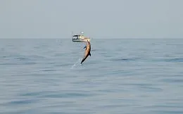 Un progetto tutto catanese per risolvere il problema dell'interazione tra delfini e pescatori