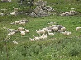 Gela, imprenditore agricolo "stalkerizzato" con le pecore: pastore a processo