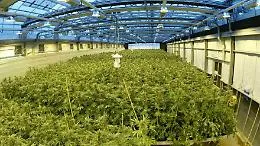 Cannabis medica, Razza raccoglie l'invito: &laquo;Valuto coltura in Sicilia&raquo;
