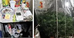 Piantagione di marijuana in casa, arrestati suocera e genero