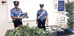 Siracusa, arrestati due fratelli con il pollice "troppo" verde